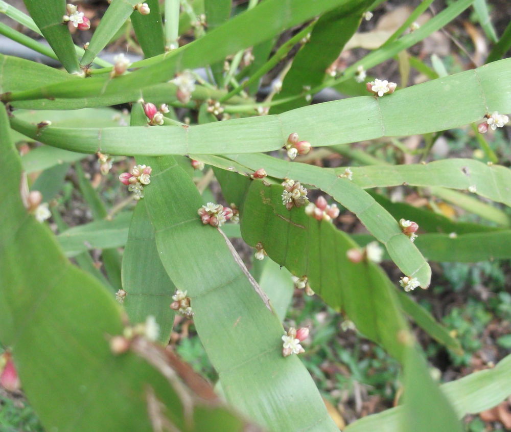 Muehlenbeckia platyclada (Homalocladium platycladum)