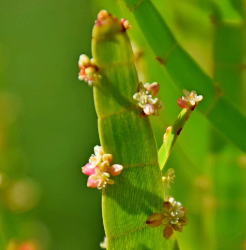 Muehlenbeckia platyclada (Homalocladium platycladum)