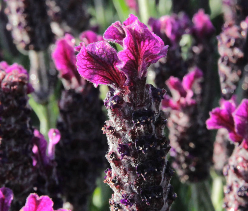 Lavandula stoechas 'Anouk Deep Rose' (Spanish Lavender)