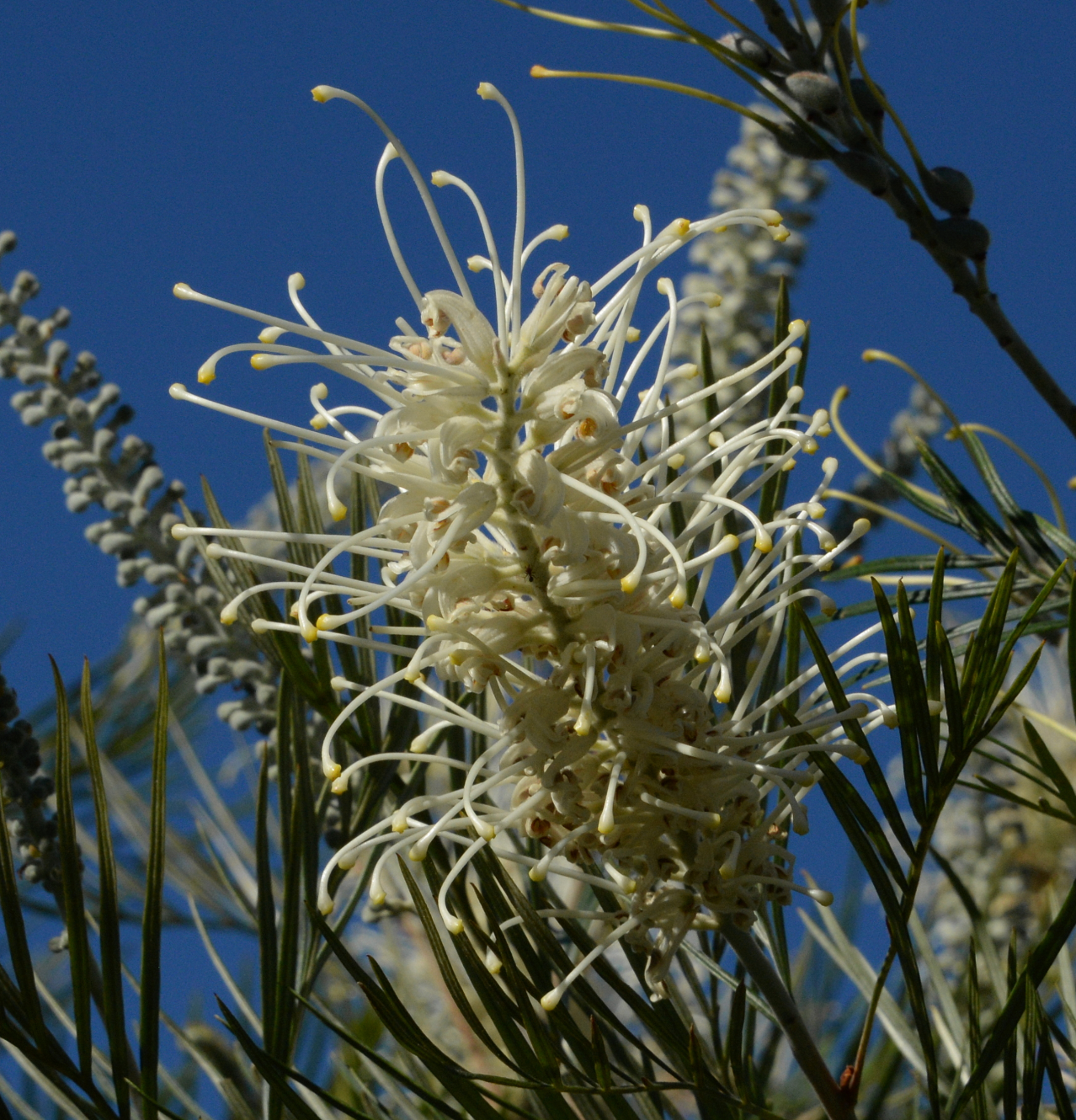 Grevillea 'Moonlight'