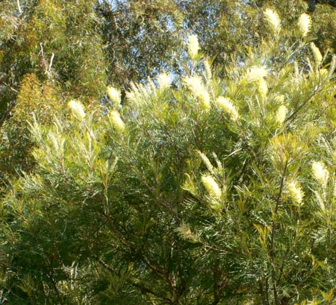 Grevillea 'Moonlight'