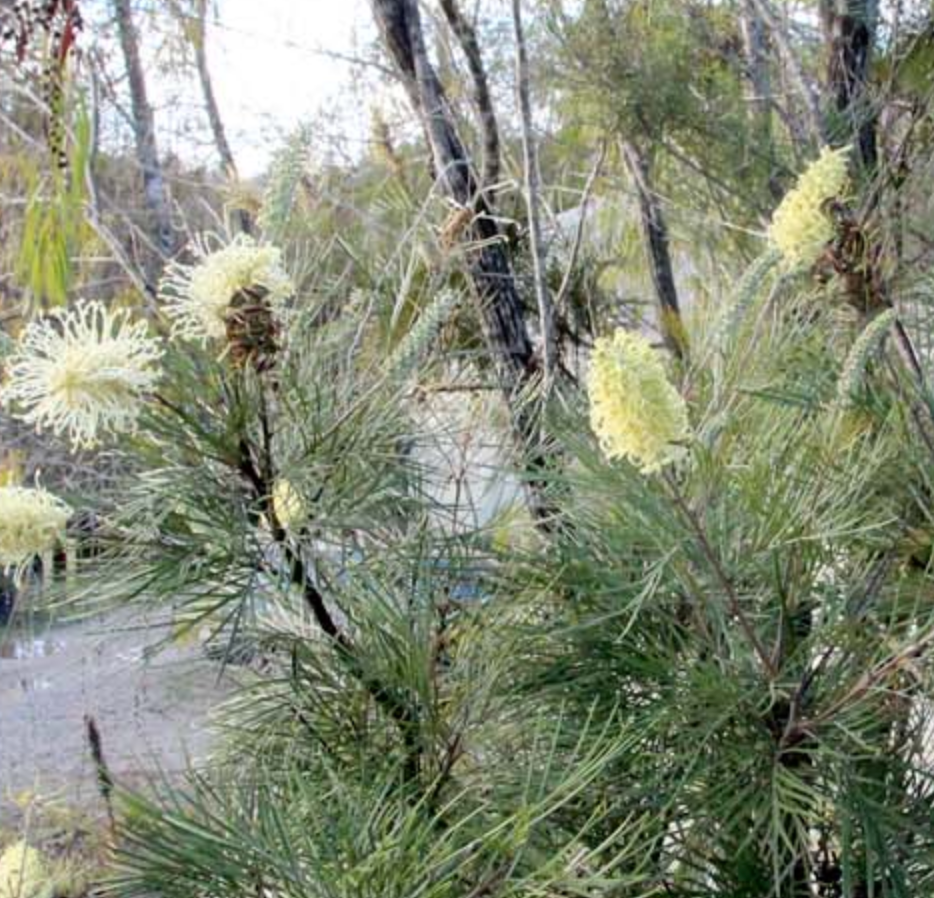 Grevillea 'Moonlight'