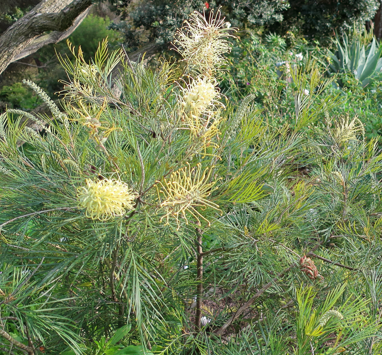 Grevillea 'Moonlight'