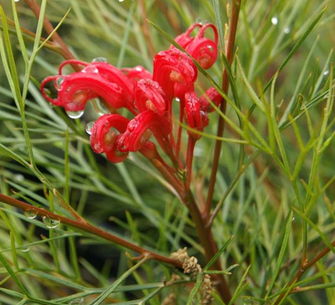 Grevillea 'Bonfire'