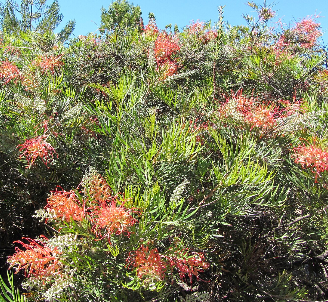 Grevillea 'Robyn Gordon'
