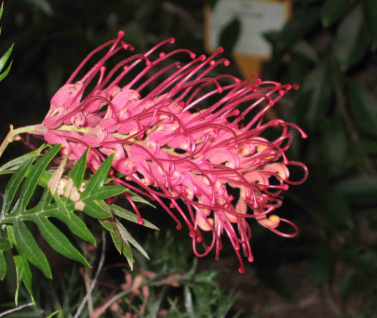 Grevillea 'Robyn Gordon'