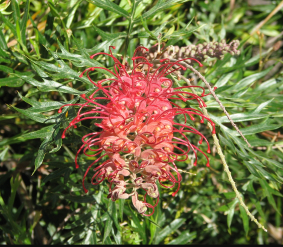 Grevillea 'Robyn Gordon'