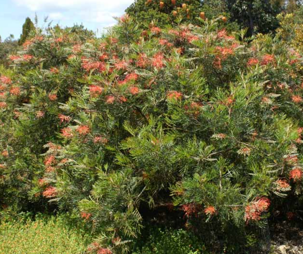 Grevillea 'Robyn Gordon'