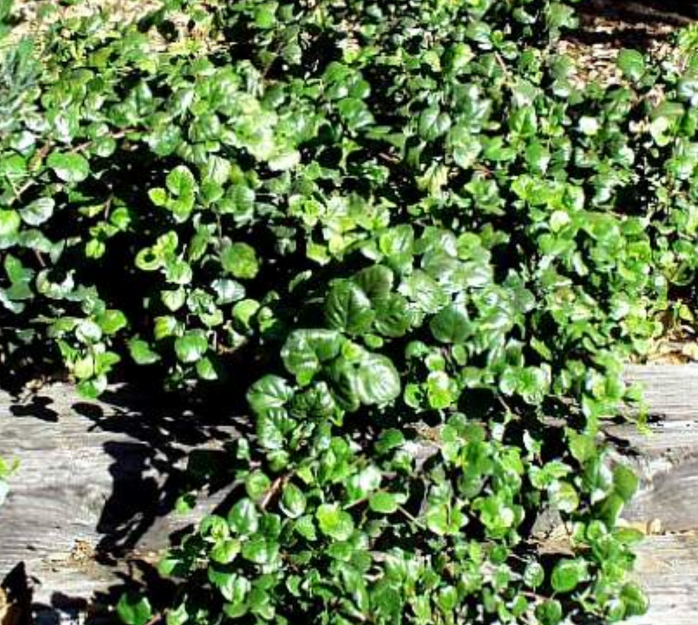 Ribes viburnifolium 'Spooner's Mesa'