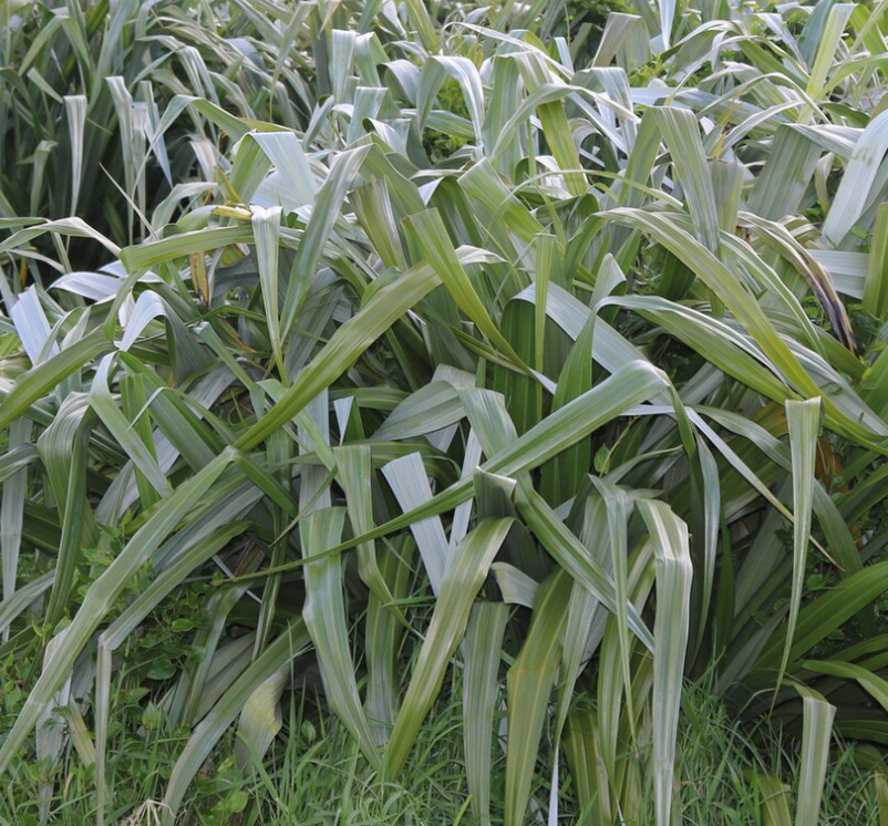 Astelia chathamica 'Silver Spear'