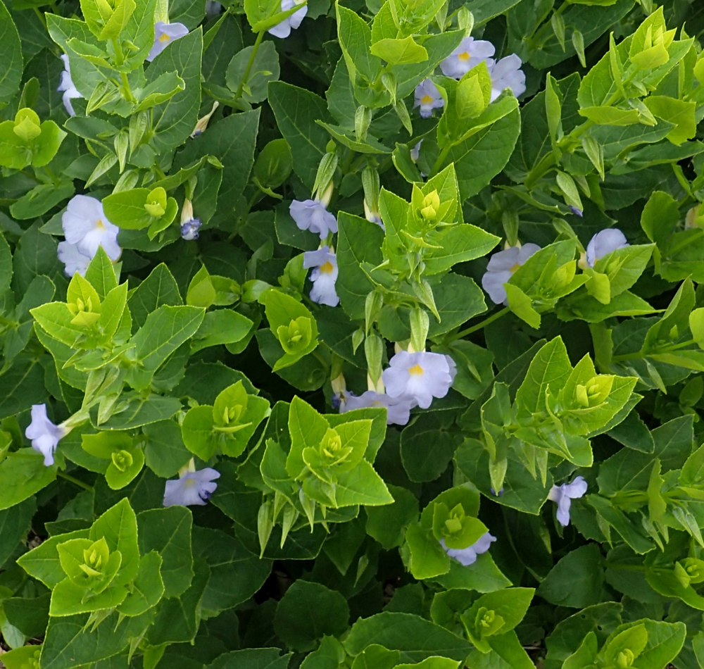 Thunbergia natalensis
