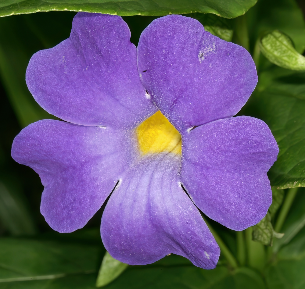 Thunbergia natalensis