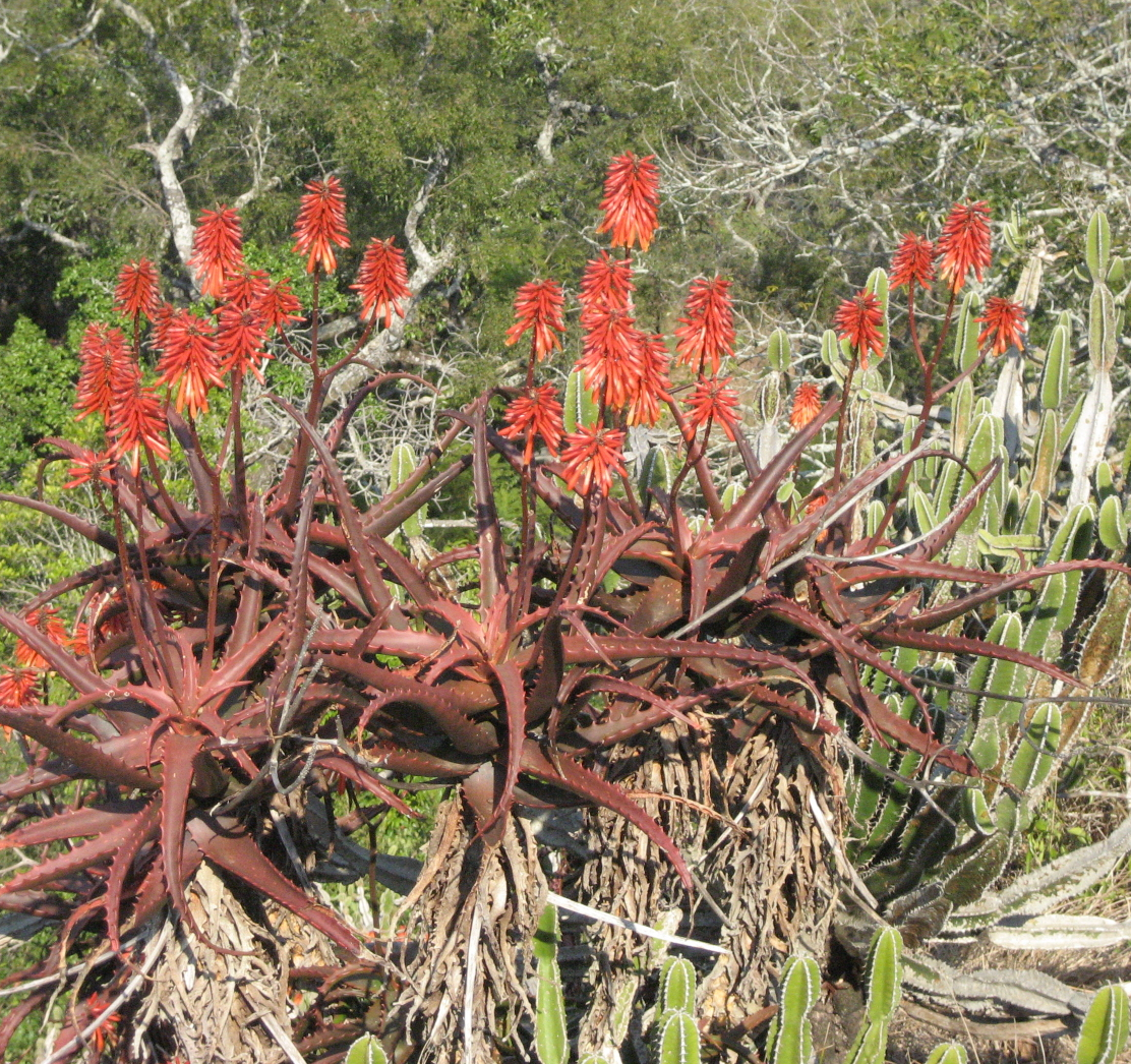 Aloe cameronii