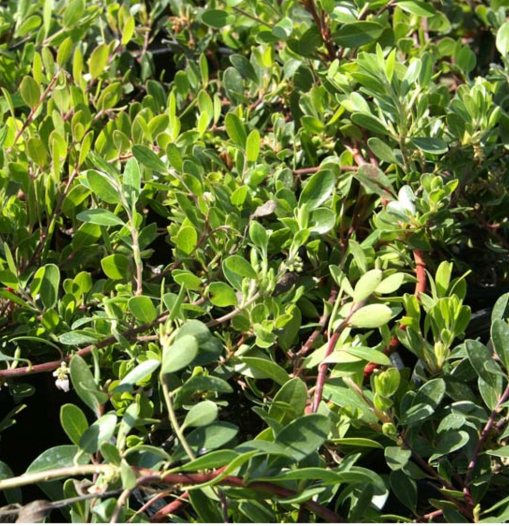Arctostaphylos uva-ursi 'Radiant'