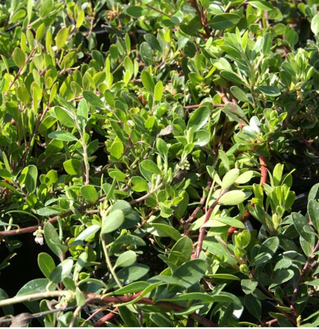 Arctostaphylos uva-ursi 'Radiant'