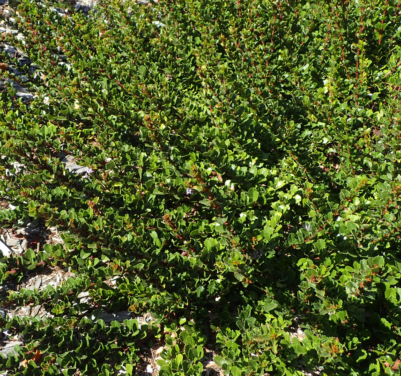 Ceanothus gloriosus 'Anchor Bay'