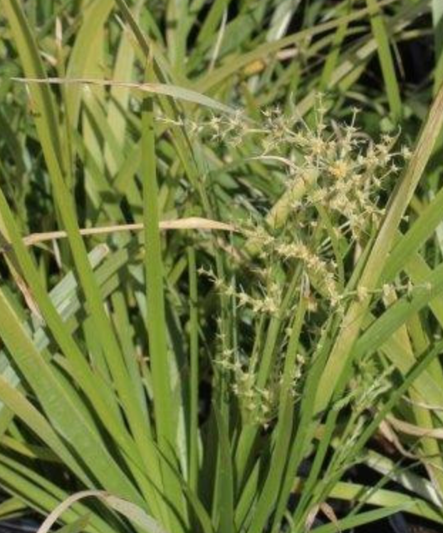 Lomandra hystrix 'Katie Belles' PPAF