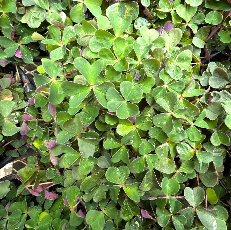 Oxalis oregana 'Smith River'