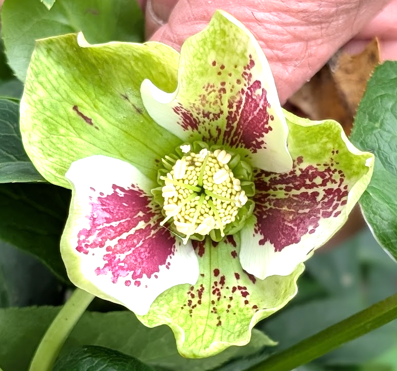 Helleborus orientalis 'Double White Spotted'