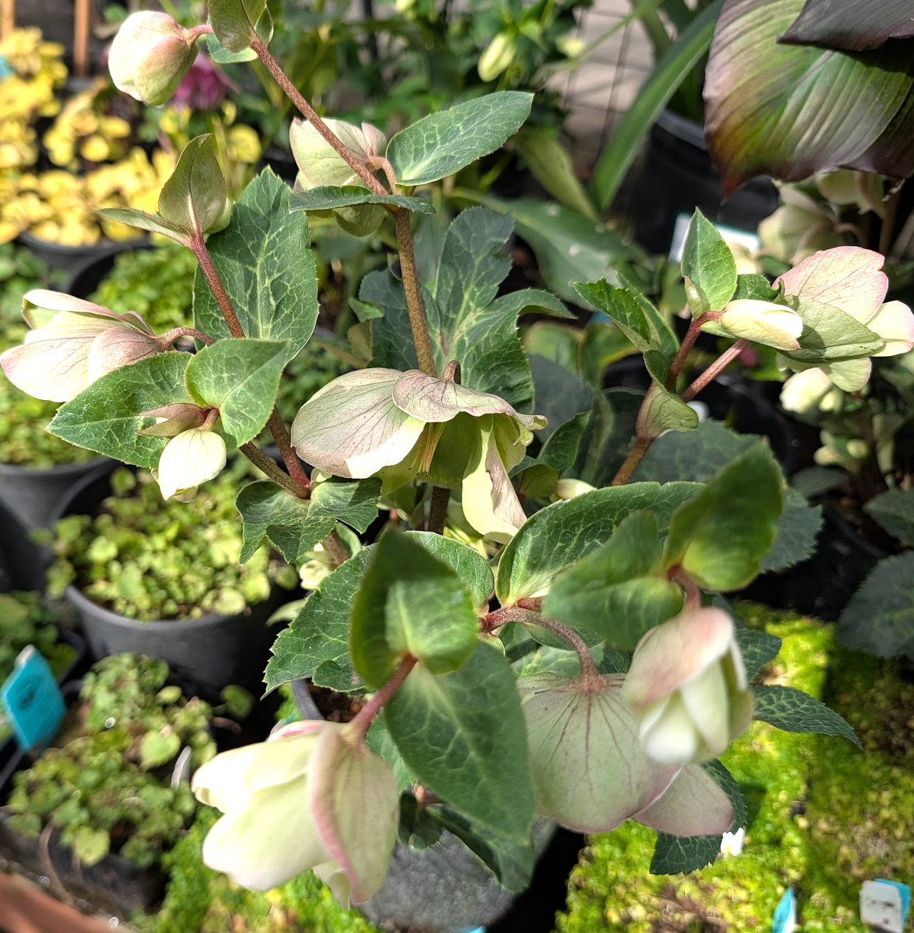 Helleborus (Hellebore) FrostKiss™ Molly's White PP#25685 'EPBRDO1'