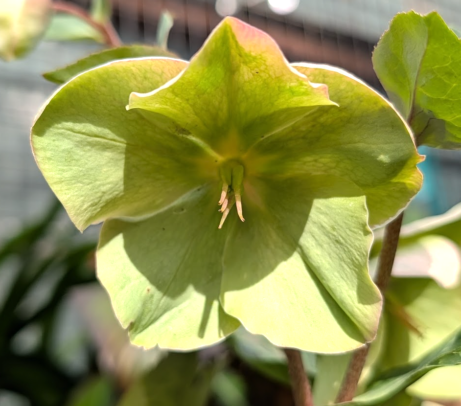Helleborus (Hellebore) FrostKiss™ Molly's White PP#25685 'EPBRDO1'