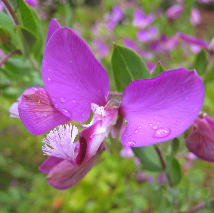Polygala myrtifolia 'Grandiflora'