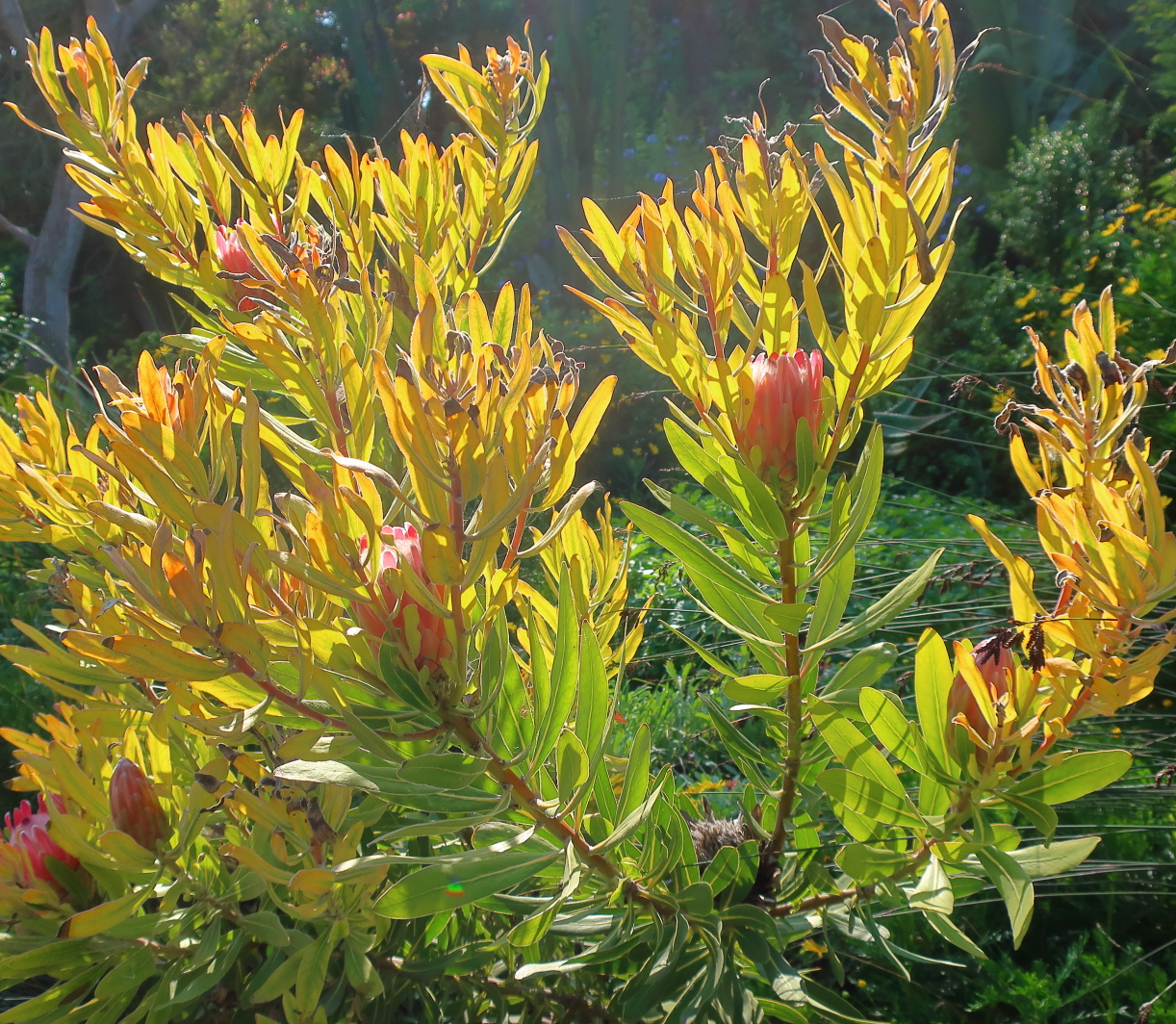 pink ice protea plant Protea 'Pink Ice'