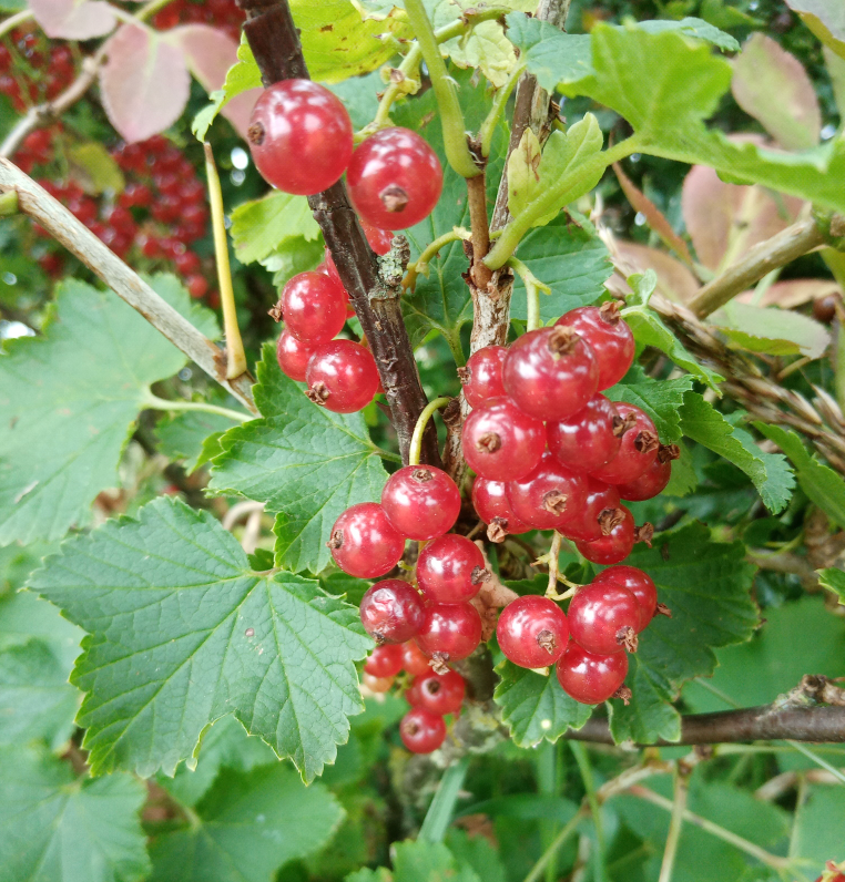 Ribes rubrum 'Red Lake' (Red Currant)