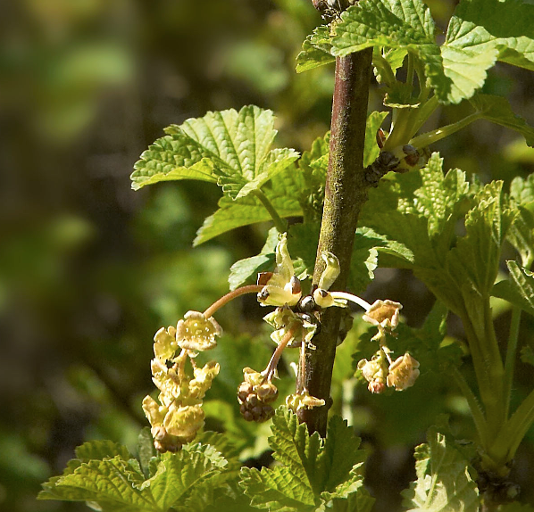 Ribes rubrum 'Red Lake' (Red Currant)