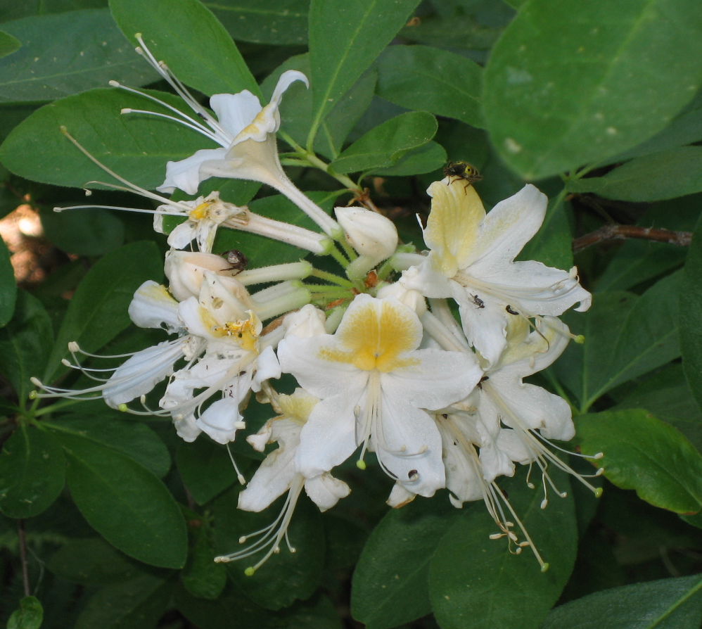 Rhododendron occidentale