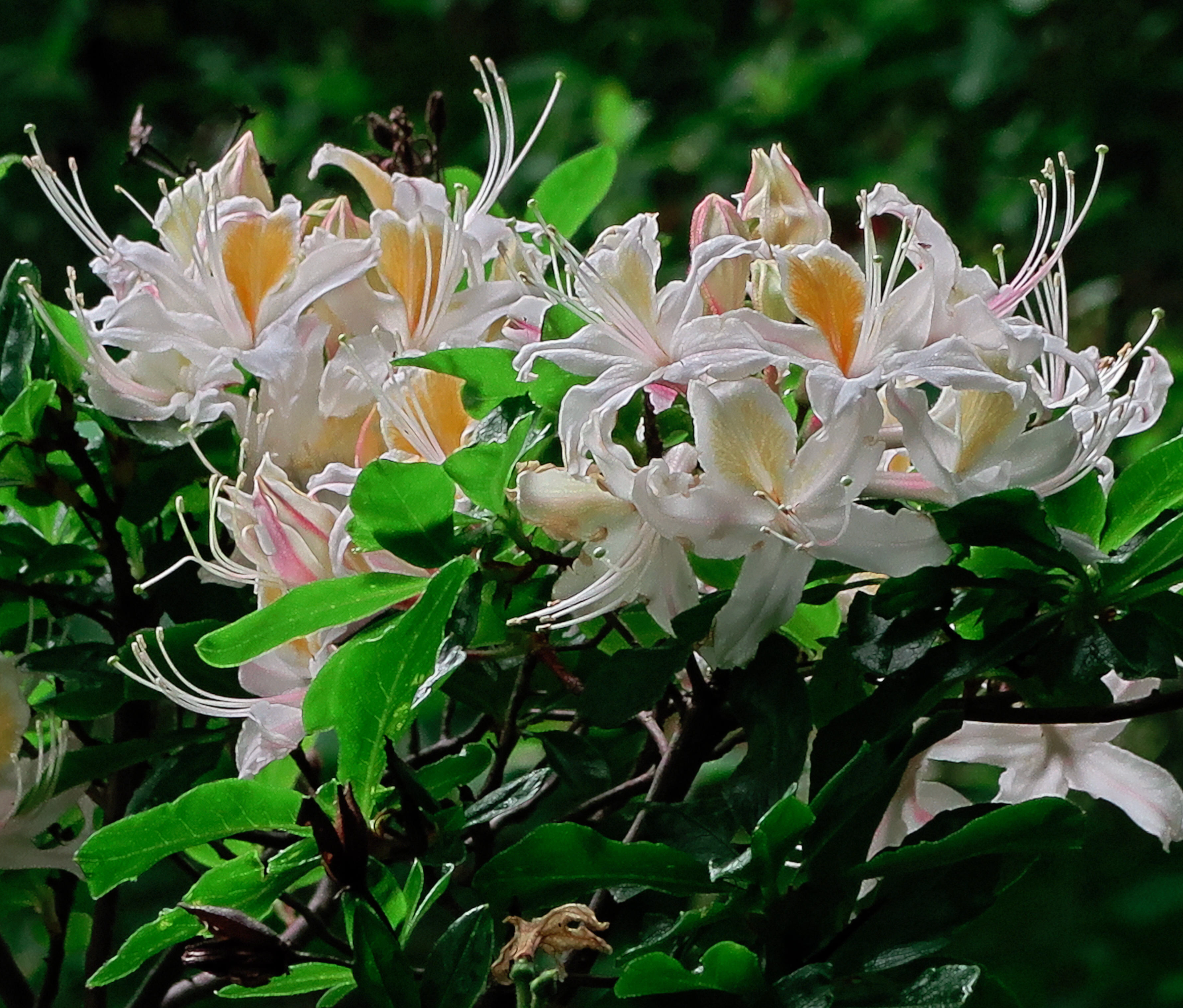 Rhododendron occidentale