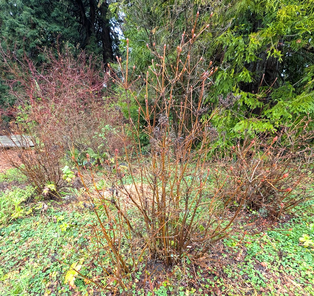 Rhododendron occidentale