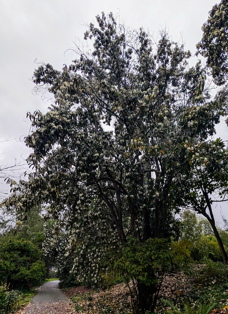 Magnolia (Michelia) doltsopa 'Silver Cloud'