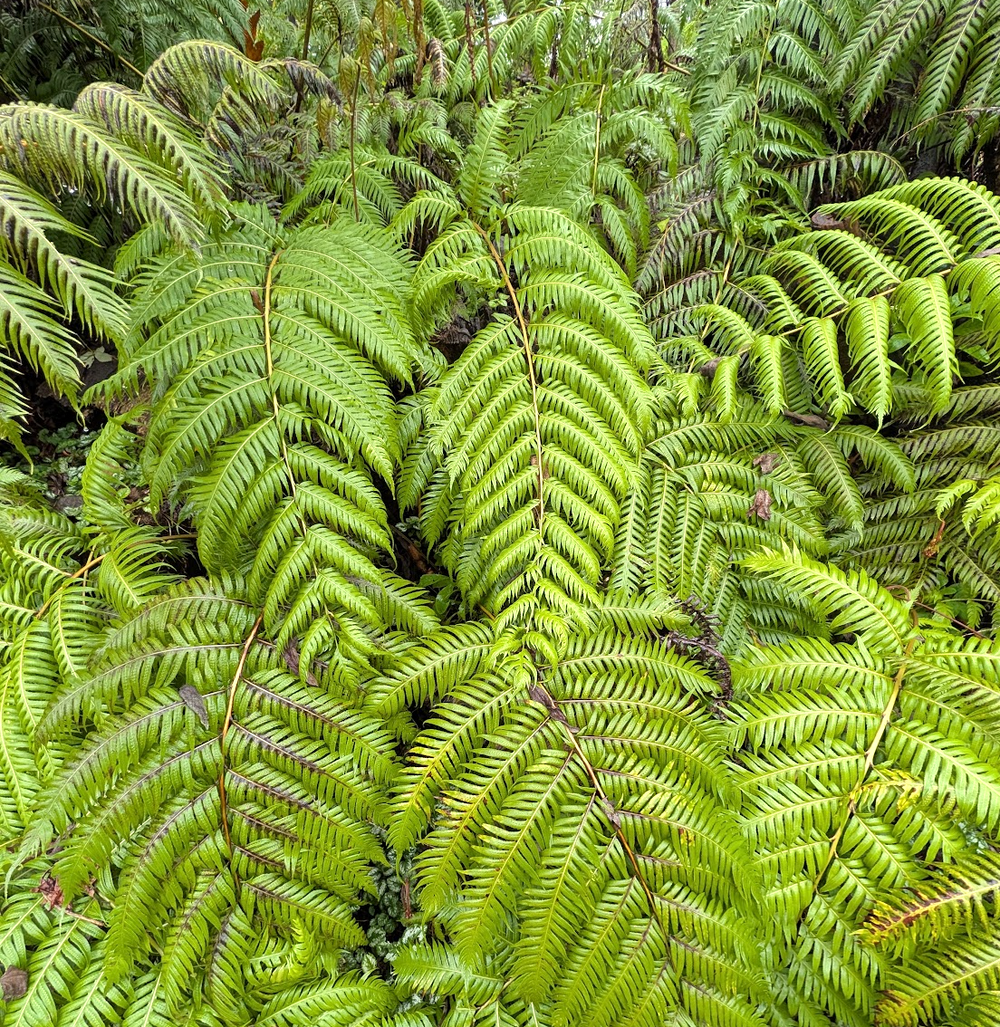 Woodwardia fimbriata