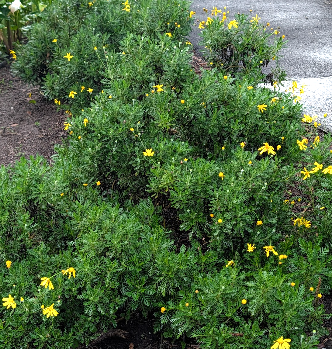 Euryops pectinatus 'Viridis'