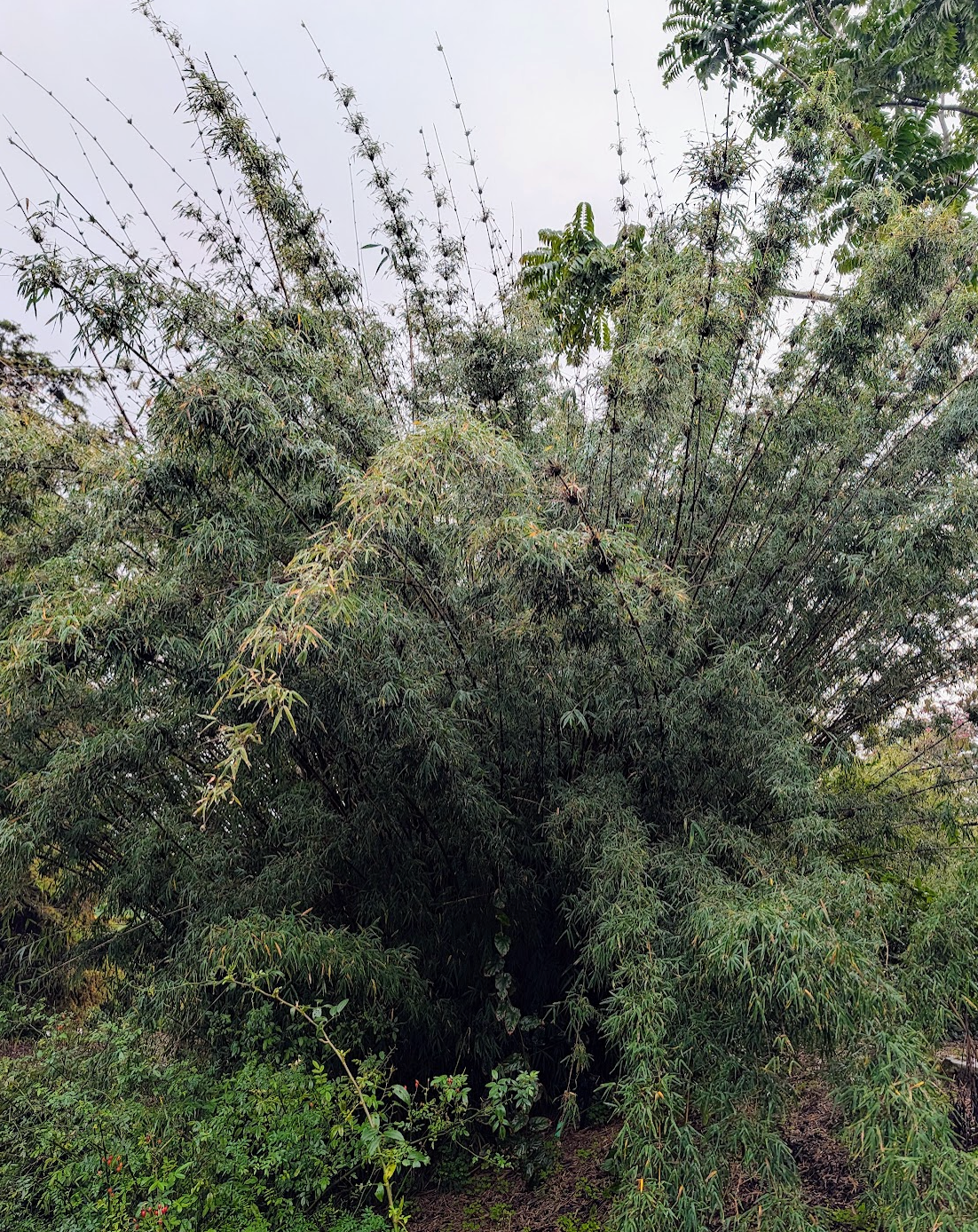 Himalayacalamus planatus (H. asper, Neomicrocalamus microphyllus))