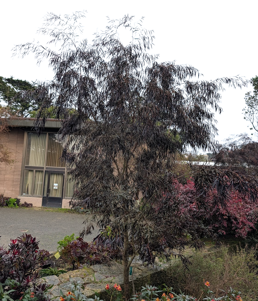 Agonis flexuosa 'After Dark'