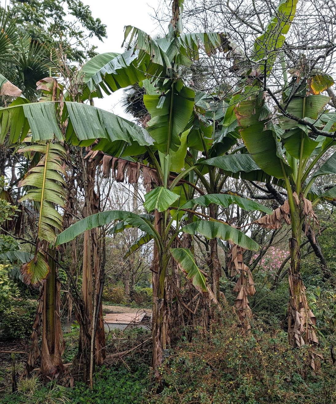 Musa basjoo