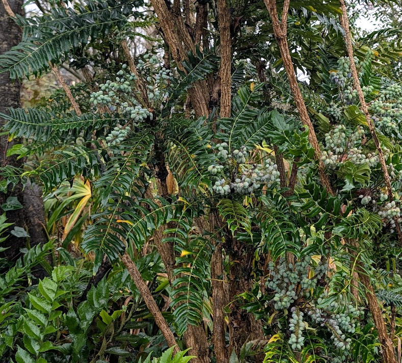 Berberis oiwakensis (Mahonia lomariifolia )