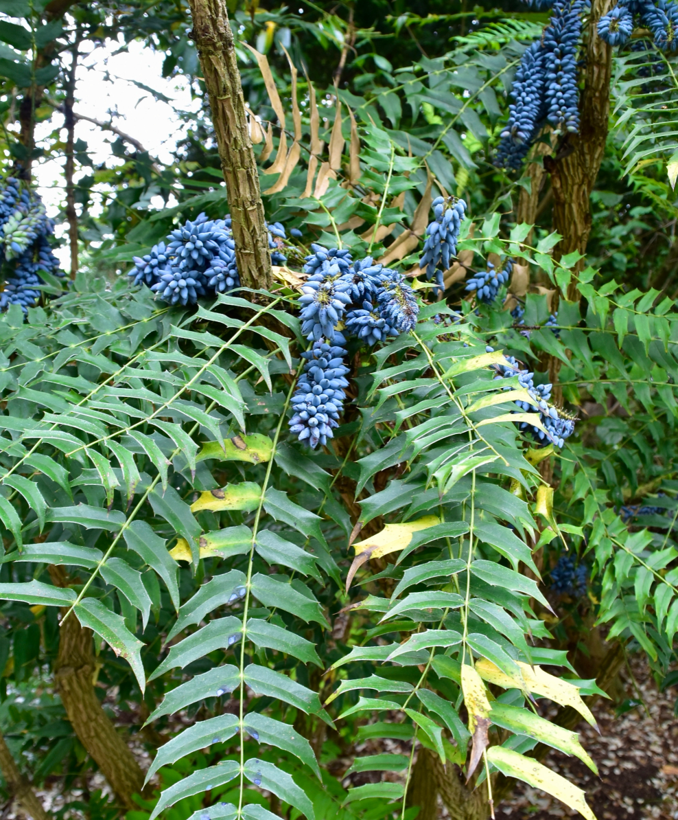 Berberis oiwakensis (Mahonia lomariifolia )