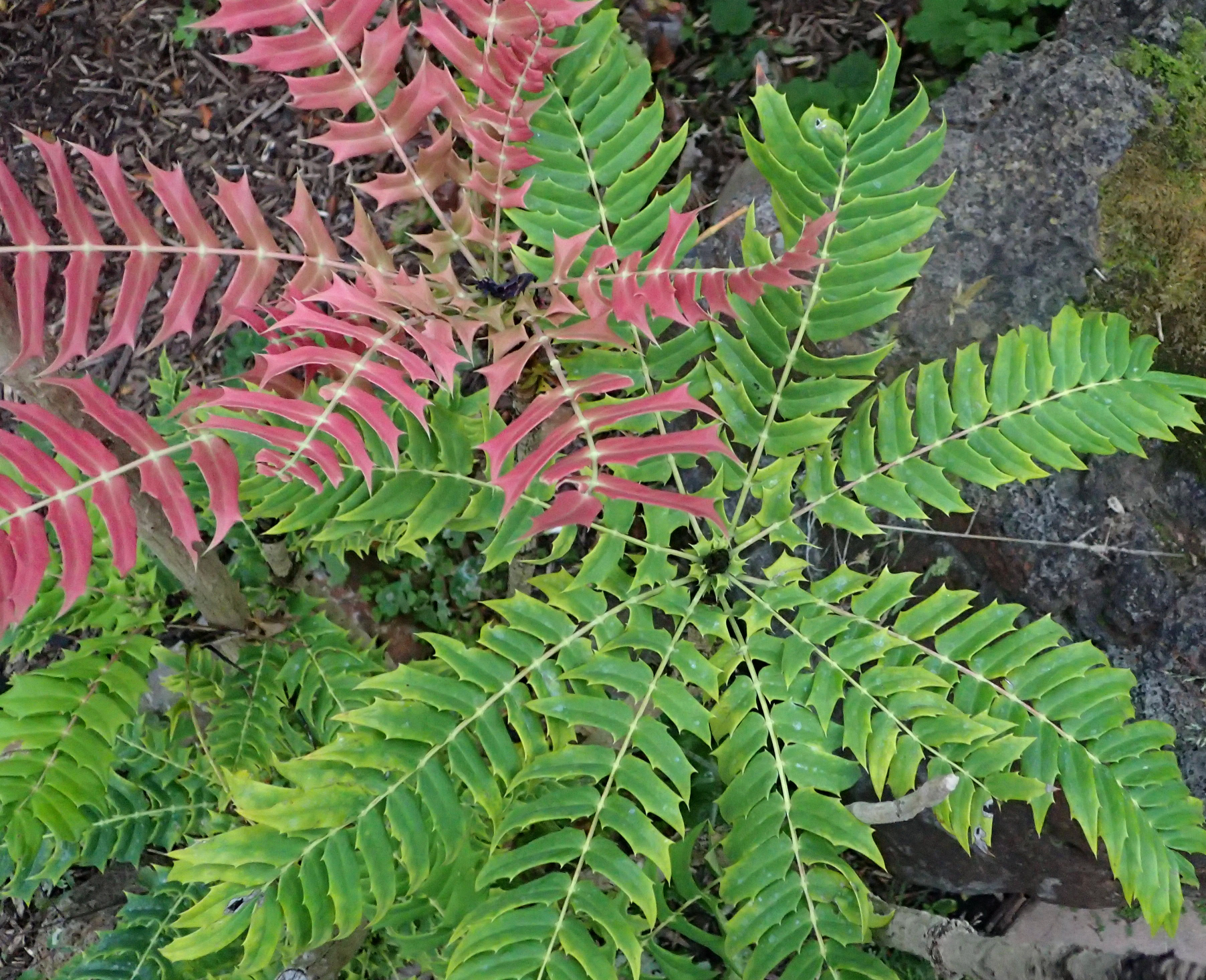 Berberis oiwakensis (Mahonia lomariifolia )