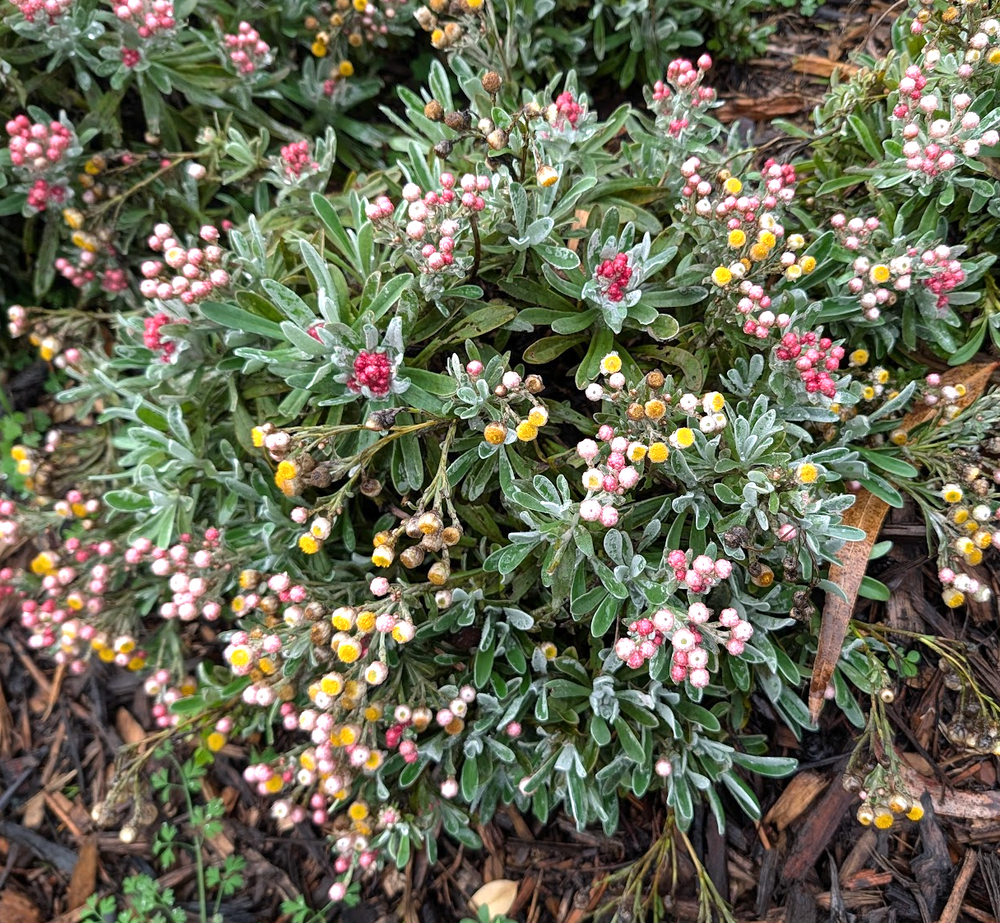 Helichrysum amorginum ‘Ruby Clusters’