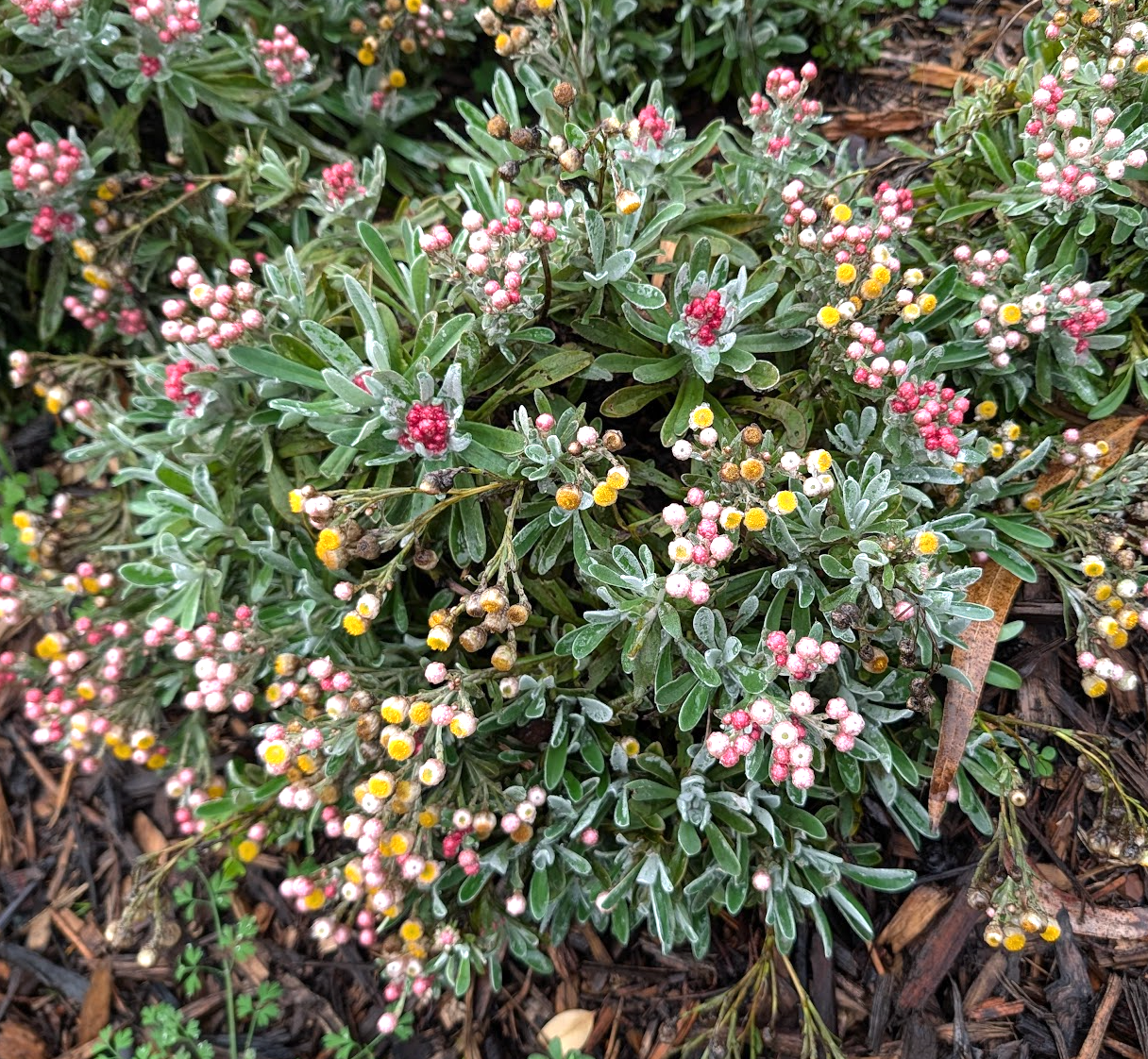 Helichrysum amorginum ‘Ruby Clusters’