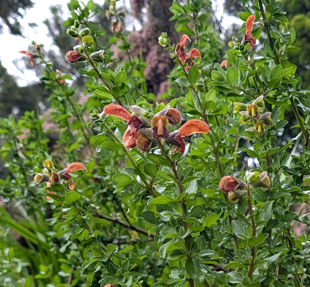Salvia africana-lutea