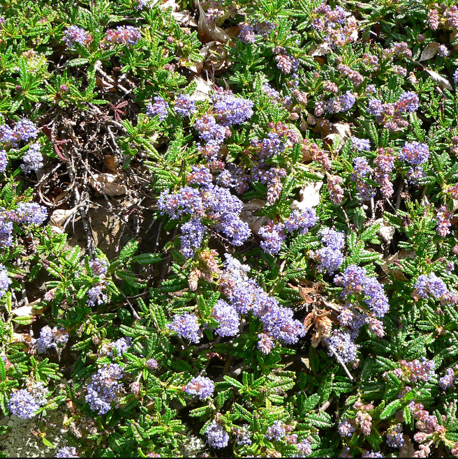 Ceanothus hearstiorum