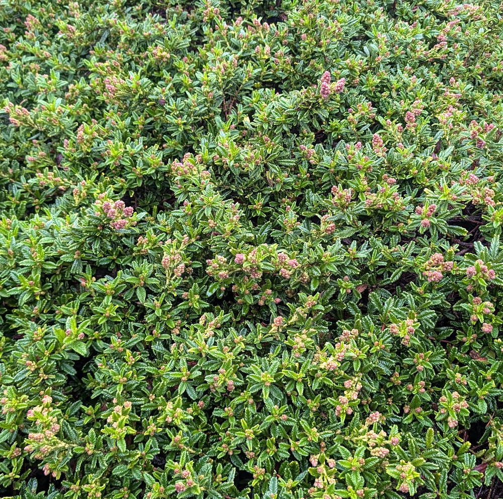 Ceanothus hearstiorum