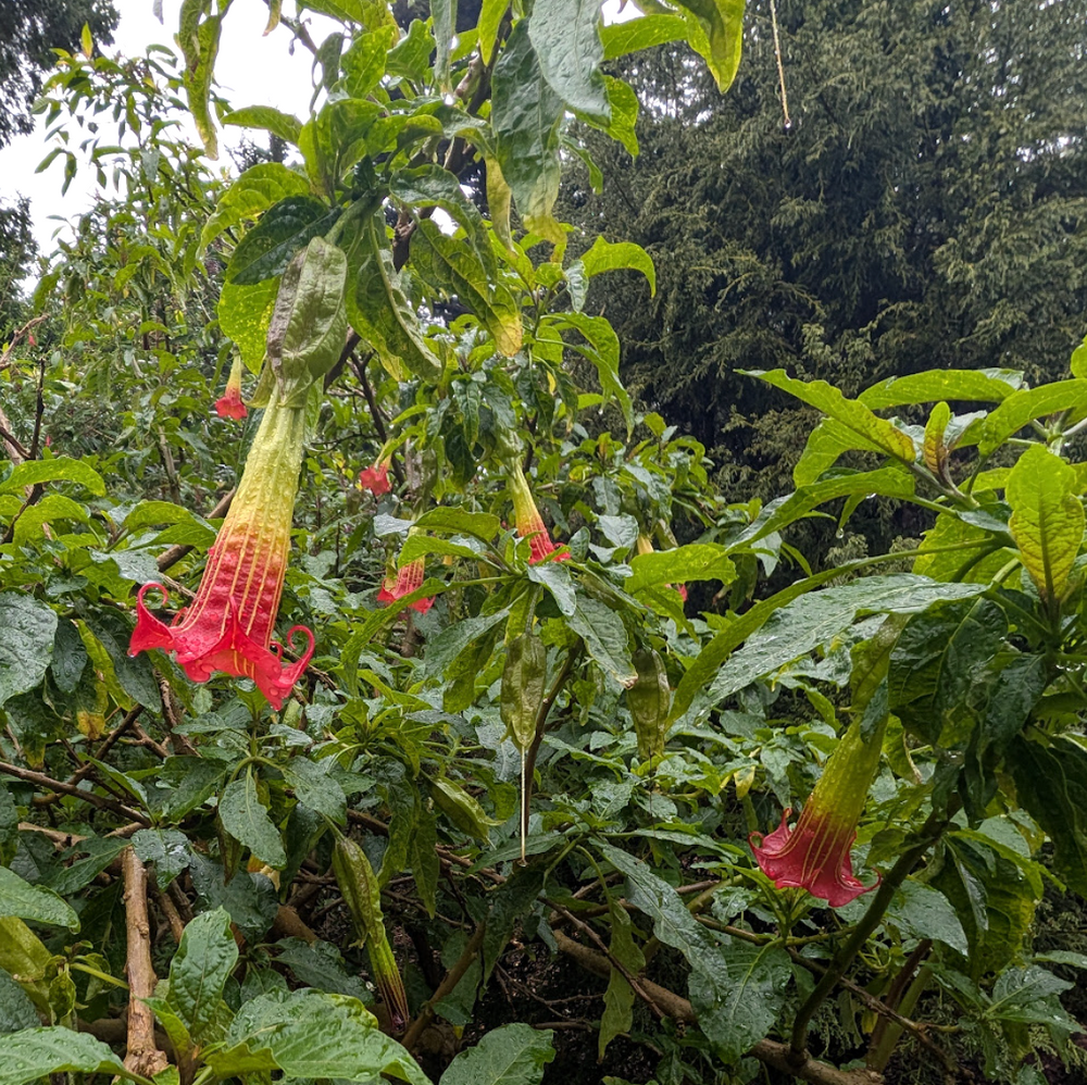 Brugmansia vulcanicola 'Suncrest Vulsa'
