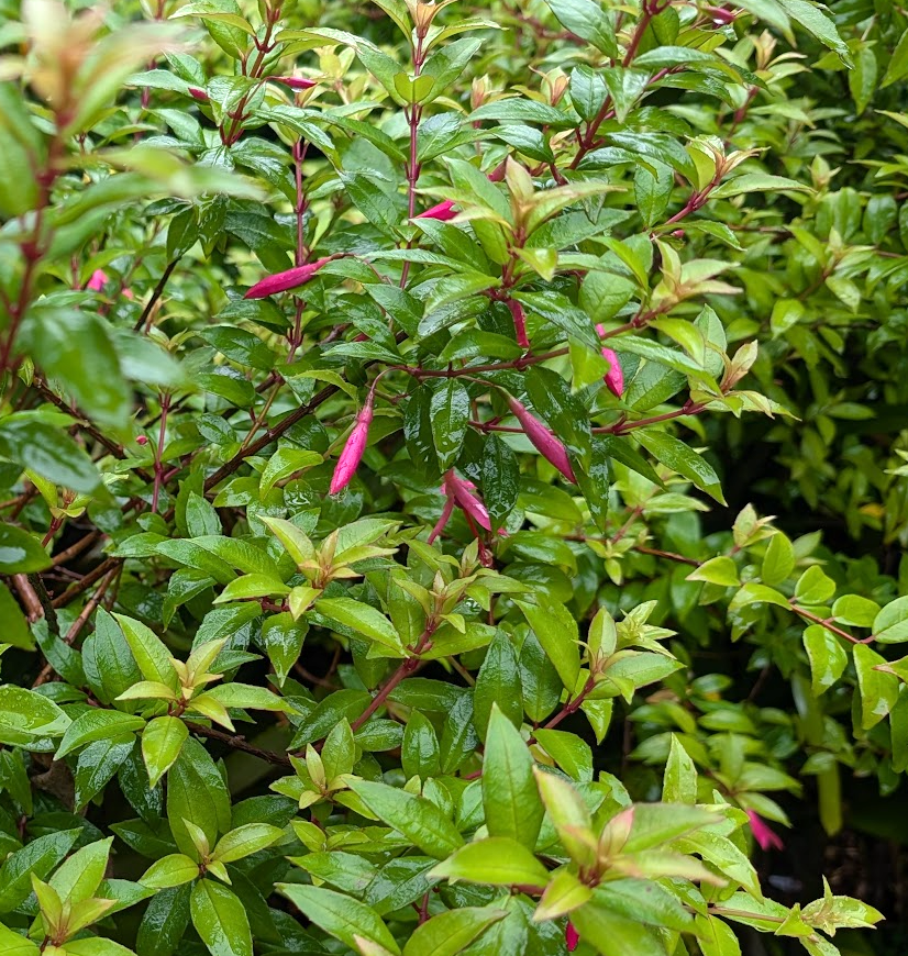 Fuchsia glazioviana