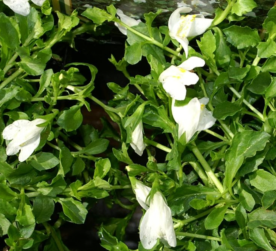 Mazus reptans 'Albus' ( 'Alba')