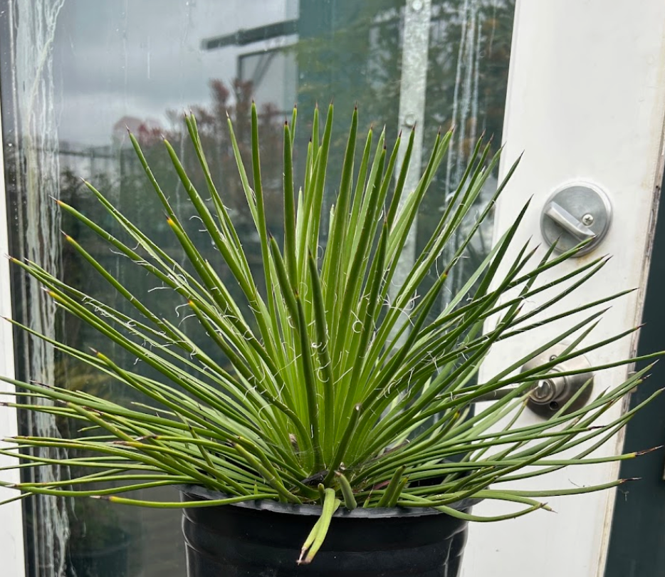 agave house plant Agave geminiflora – Heron's Head Nursery